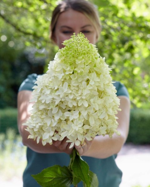 Hortensja bukietowa Hercules doniczka 3L